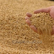 Пшеница. Экспорт фото