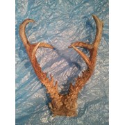 Рога косули.5.р фото