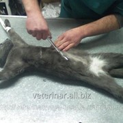 Кастрация кота,стерилизация кошек 067-730-57-37