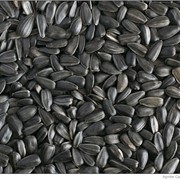 Технические условия семя и ядро масличных культур ТУ 9146-002-2012 фото
