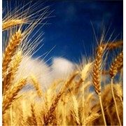 Озима пшениця Звитяга, Супер еліта фото