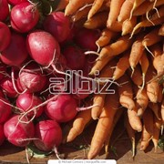 Выращивание овощей и бахчевых культур, корнеплодов и клубнеплодов фото