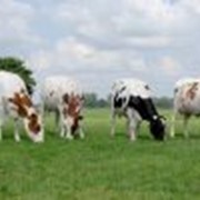 Коровы племенные голштинской породы фото