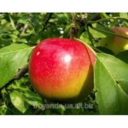 Саженец яблони Виста Белла фото