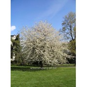 Черешня Кишиневская Крупноплодная ранняя Prunus avium высота 110-120см фото