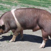 Свинья краснобелопоясая порода