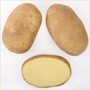 Семенной картофель Зорачка элита фото