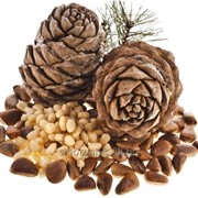 The core of the Siberian cedar nuts