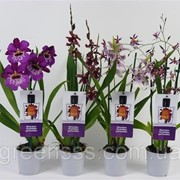Орхидеи микс -- Orchids mixed фотография