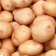 Картофель продовольственный фотография