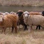 Овцы, продажа овец фото