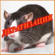 Дератизация