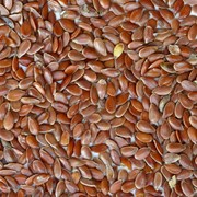 Семена льна масличного  ВНИИМК 620 фото