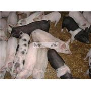 Свиньи немецких пород фото