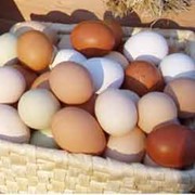 Яйцо куриное домашнее. Ялта фотография