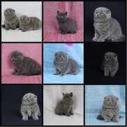 Котята скоттиштфолд и скоттиш страйт фото