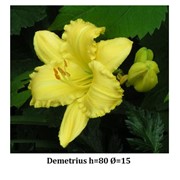 Лилейник “Demetrius “ - Hemerocallis “Demetrius“,фото, каталог, описание фотография