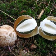 Гриб Веселка (Phallus impudicus) фото