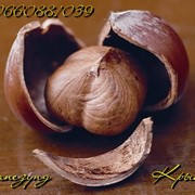 Плоды крупноплодного фундука Трапезунд в скорлупе
