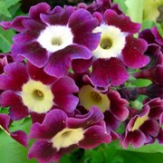 Примула опушенная (Primula pubescens) фото