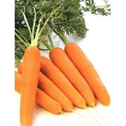 Морковь оптом фото