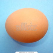 Яйцо куриное 1С