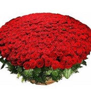 Красная роза 501шт,продажа,поставка,флористика,реализация,заказать сейчас,Киев,Украина,корзина из роз.