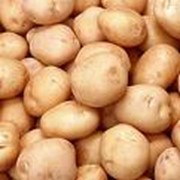 Продукты сельскохозяйственные Картофель