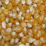 Кукуруза для изготовления попкорна (США) фото