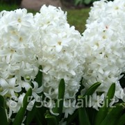 Луковица цветочных культур Вайт Перл фото