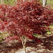 Клены Acer palmatum Trompenburg фотография