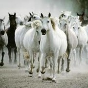 Разведение лошадей. фотография