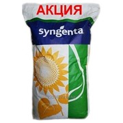 НК НЕОМА гибриды семян подсолнечника СИНГЕНТА (Syngenta)