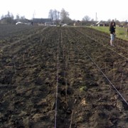Подготовка почвы для посадки сада фотография