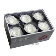 Стабилизированный Бутон розы “White“ (Standard) фото