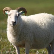 Овцы племенные Каракульской породы