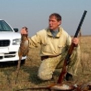 Охота на фазанов фото