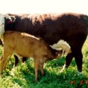 Изучение технологии мясного скотоводства фото