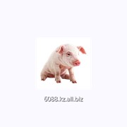 Свинья порода крупная белая фото