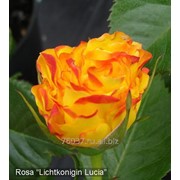 Роза Lichtkonigin Lucia фото