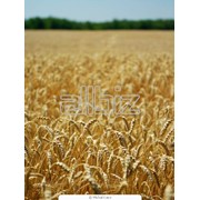 Зерновые культуры. Пшеница.