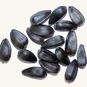 Семена подсолнечника масличные фото