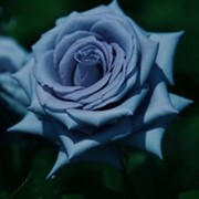 Розы чайно-гибридные Blue Bird фото