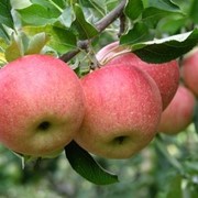 Сортовые кронированные саженцы яблони : Гала фотография