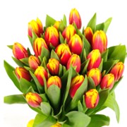 Тюльпаны из Голландии фото