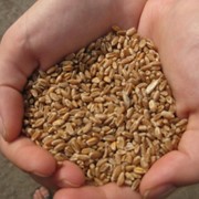 Пшеница - 4 класс