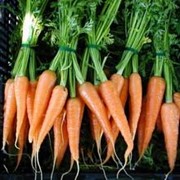 Семена моркови.Морковь "Каратель"