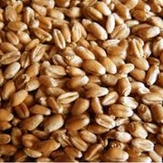 Пшеница фуражная на экспорт