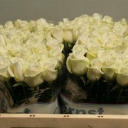 Голландская роза Akito 70 см. фото
