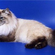 Кошки домашние фото